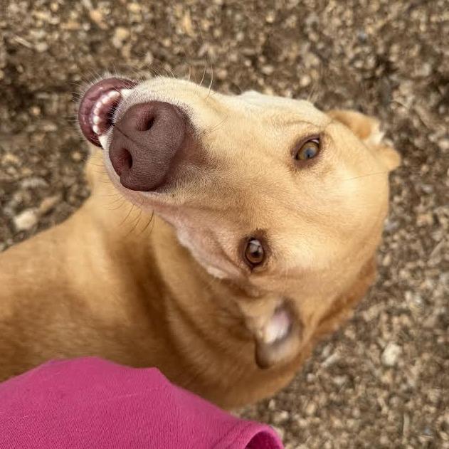 Jordy/Joey, a Adoptable Mixed Breed in Wappingers Falls, NY image 2/6