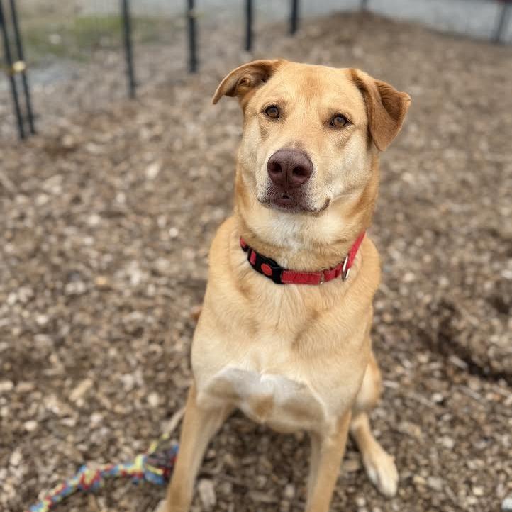 Jordy/Joey, a Adoptable Mixed Breed in Wappingers Falls, NY image 3/6