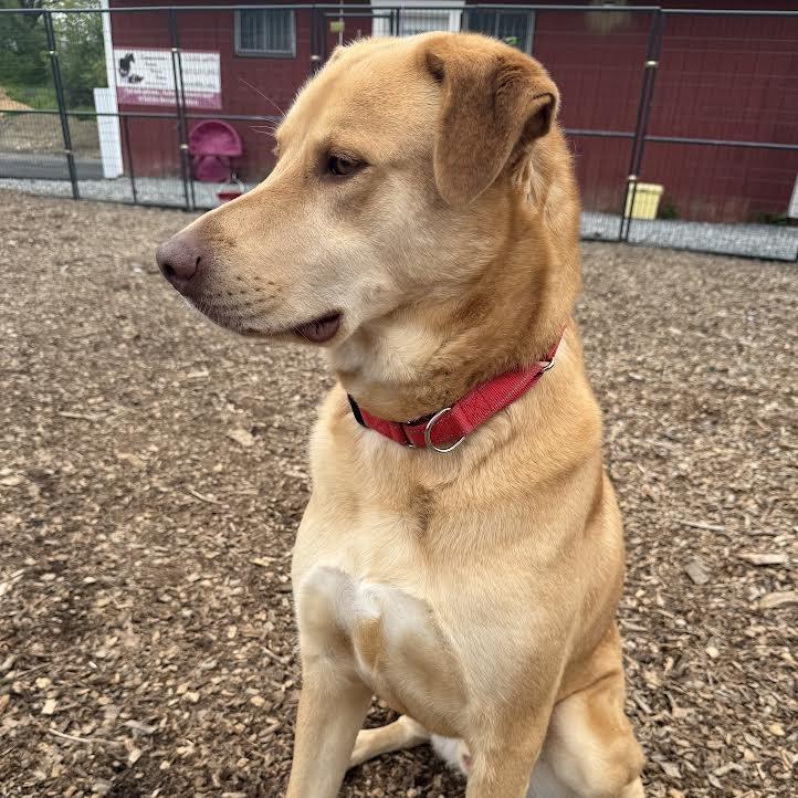 Jordy/Joey, a Adoptable Mixed Breed in Wappingers Falls, NY image 4/6