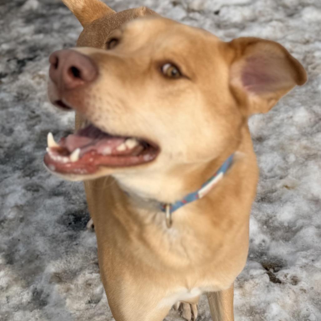 Jordy/Joey, a Adoptable Mixed Breed in Wappingers Falls, NY image 5/6