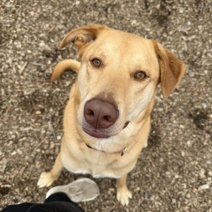 Jordy/Joey, a Adoptable Mixed Breed in Wappingers Falls, NY image 6/6