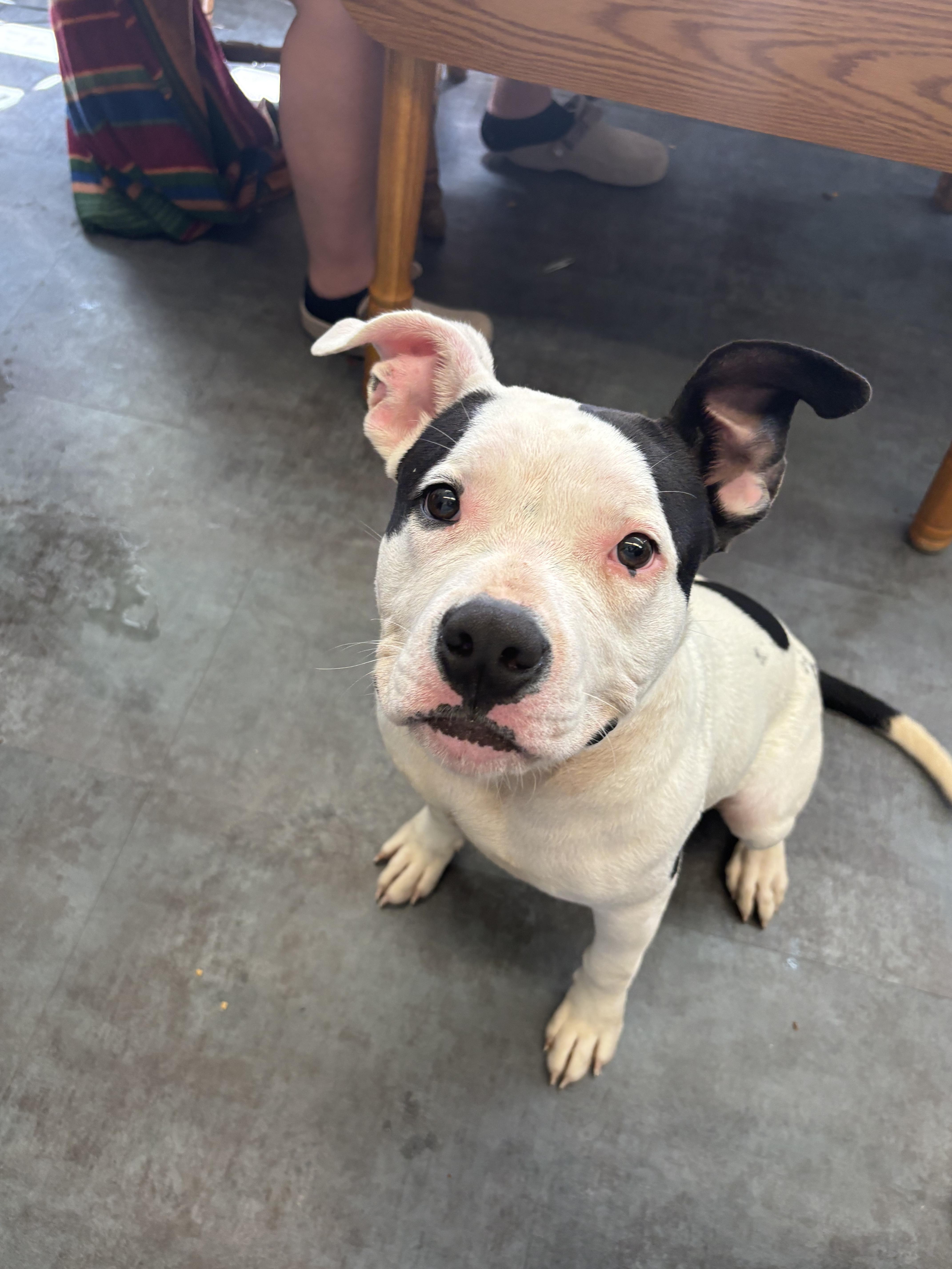 Kane, Adoptable, Young Male Pit Bull Terrier.
