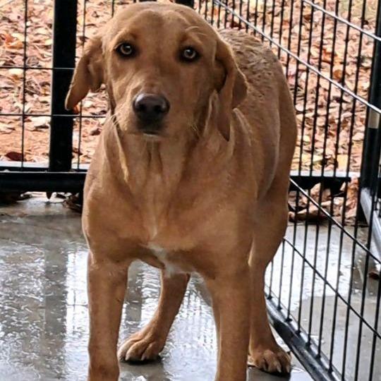 Enlarge Lilly, a Adoptable mixed breed in Valley, AL image 1/1