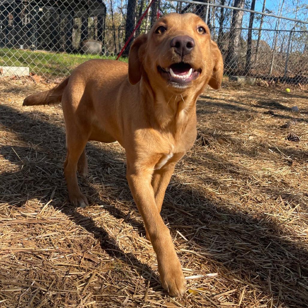 Enlarge Tia, a Adoptable mixed breed in Valley, AL image 2/2