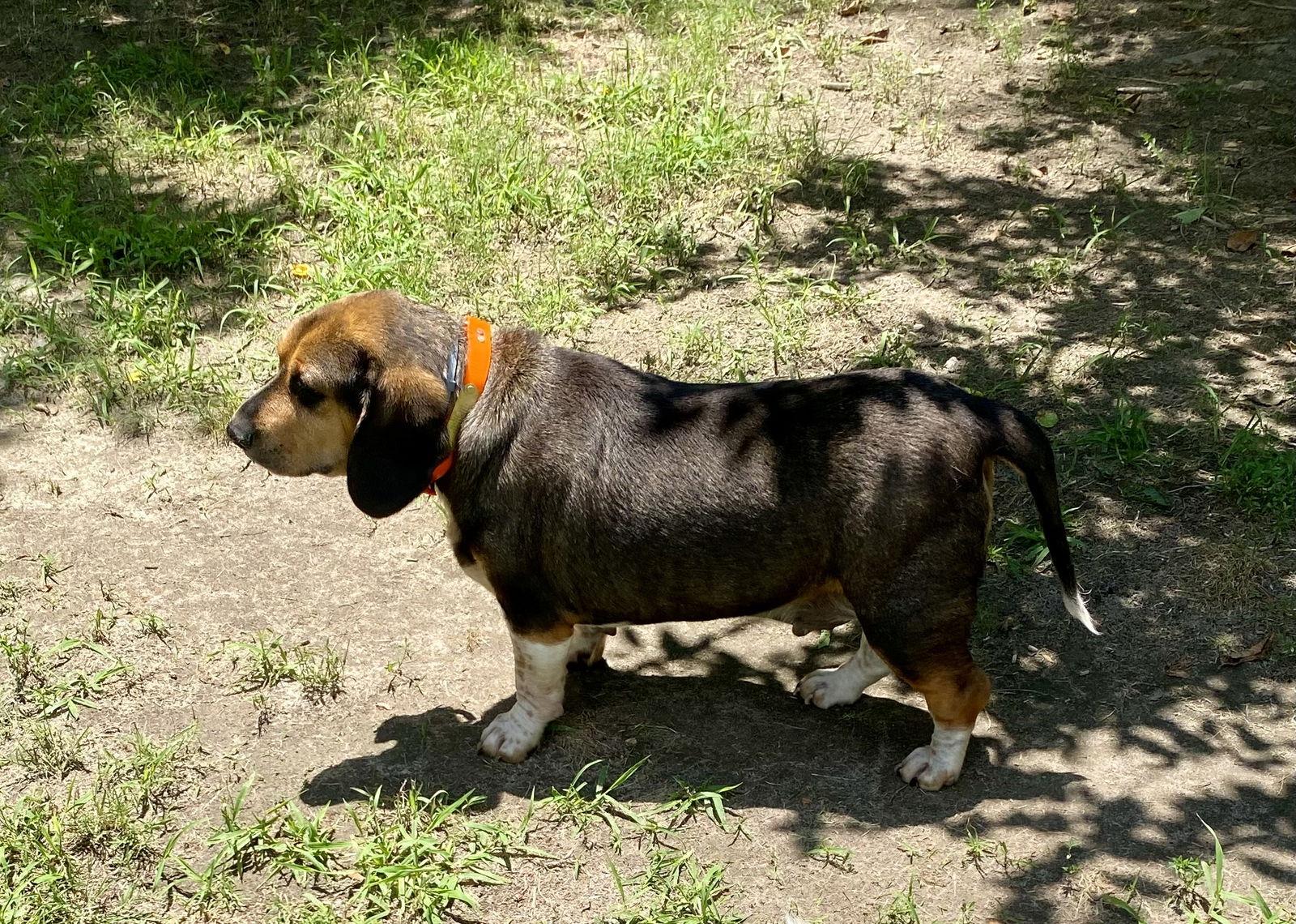 Barney 2025, Adopted, Adult Male Basset Hound & Beagle.