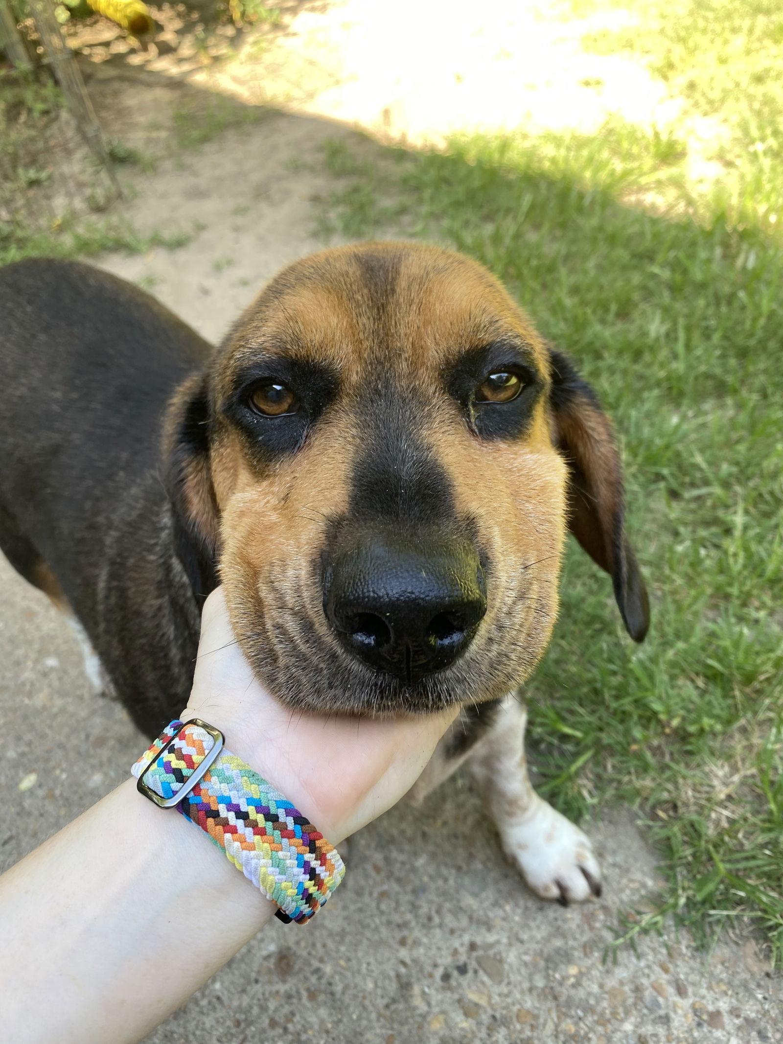 Enlarge Barney 2025, a Adopted mixed breed in Chesapeake, VA image 2/3