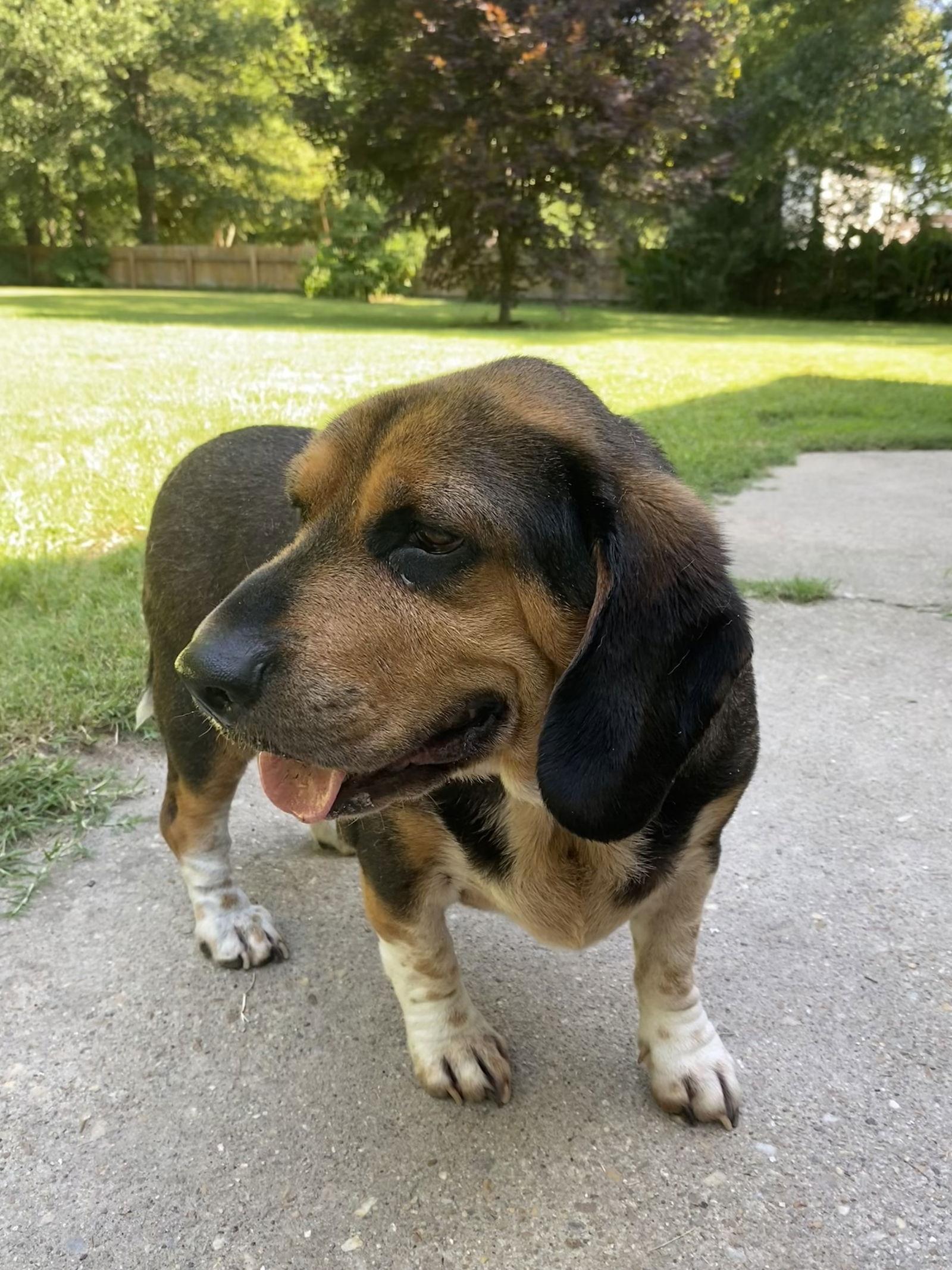 Enlarge Barney 2025, a Adopted mixed breed in Chesapeake, VA image 3/3