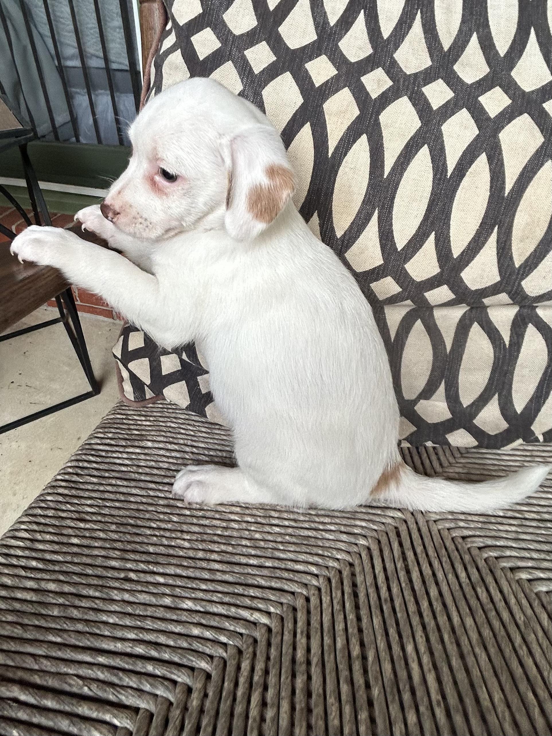 POPPY