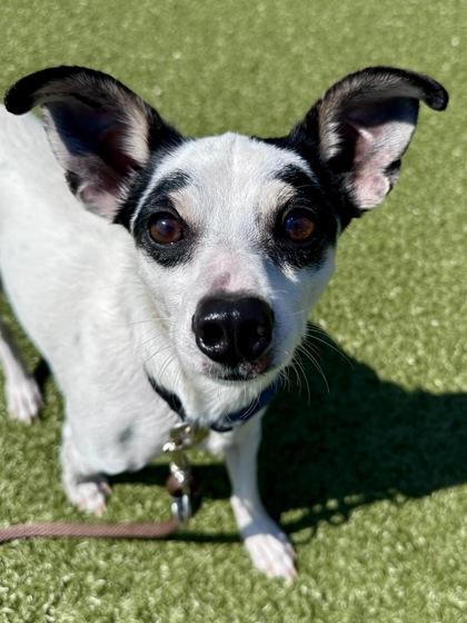 Barney, Adoptable, Adult Male Mixed Breed & Mixed Breed.