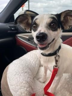 Barney, Adoptable, Adult Male Mixed Breed & Mixed Breed.