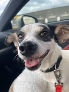 Enlarge Barney, a Adoptable mixed breed in Wichita, KS image 2/3