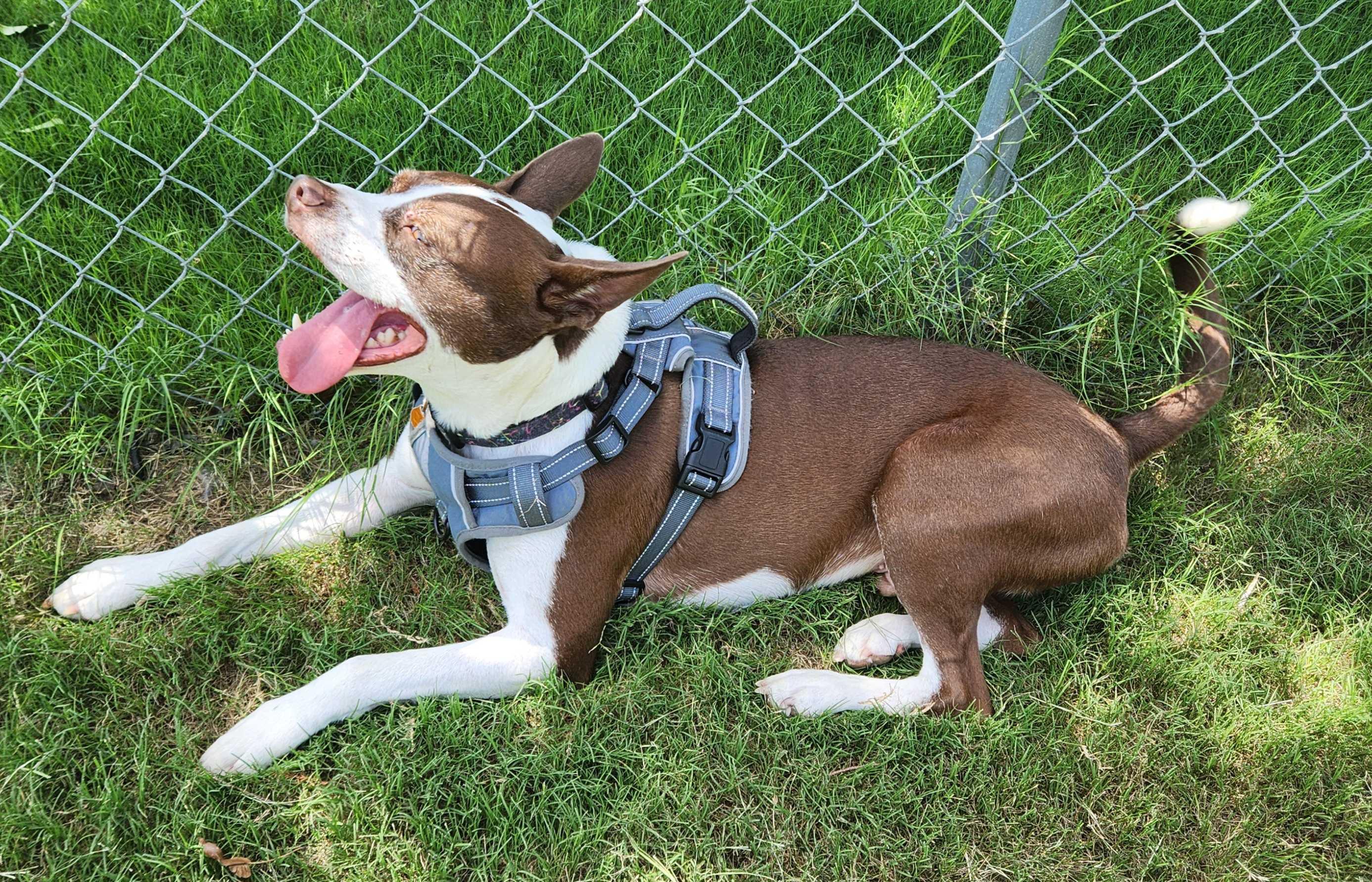 Enlarge Charlie, a Adoptable mixed breed in OKLAHOMA CITY, OK image 3/6