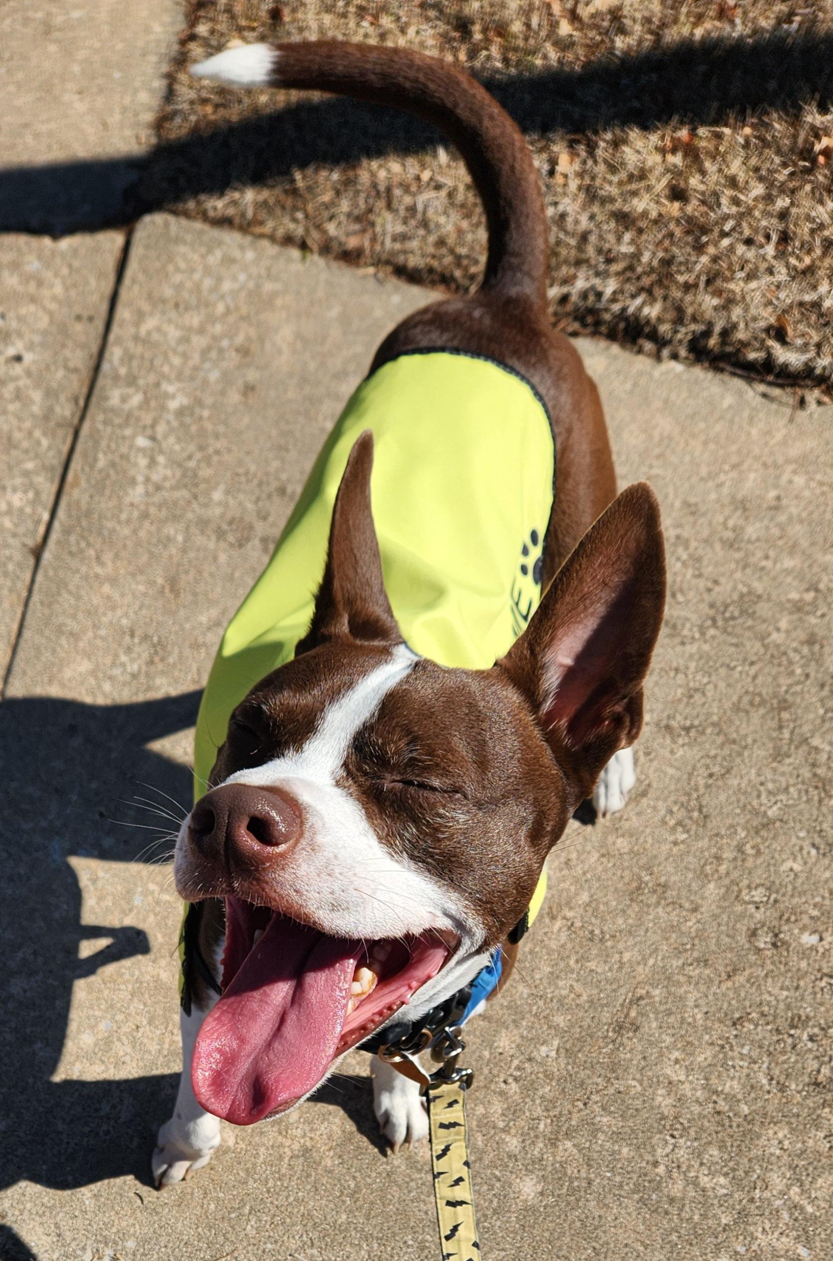 Enlarge Charlie, a Adoptable mixed breed in OKLAHOMA CITY, OK image 4/6