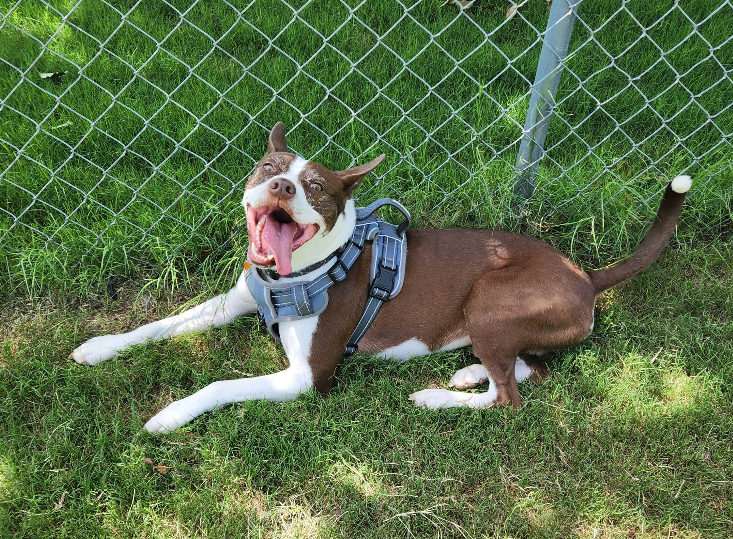 Charlie, Adoptable, Adult Male Boston Terrier & Pit Bull Terrier.