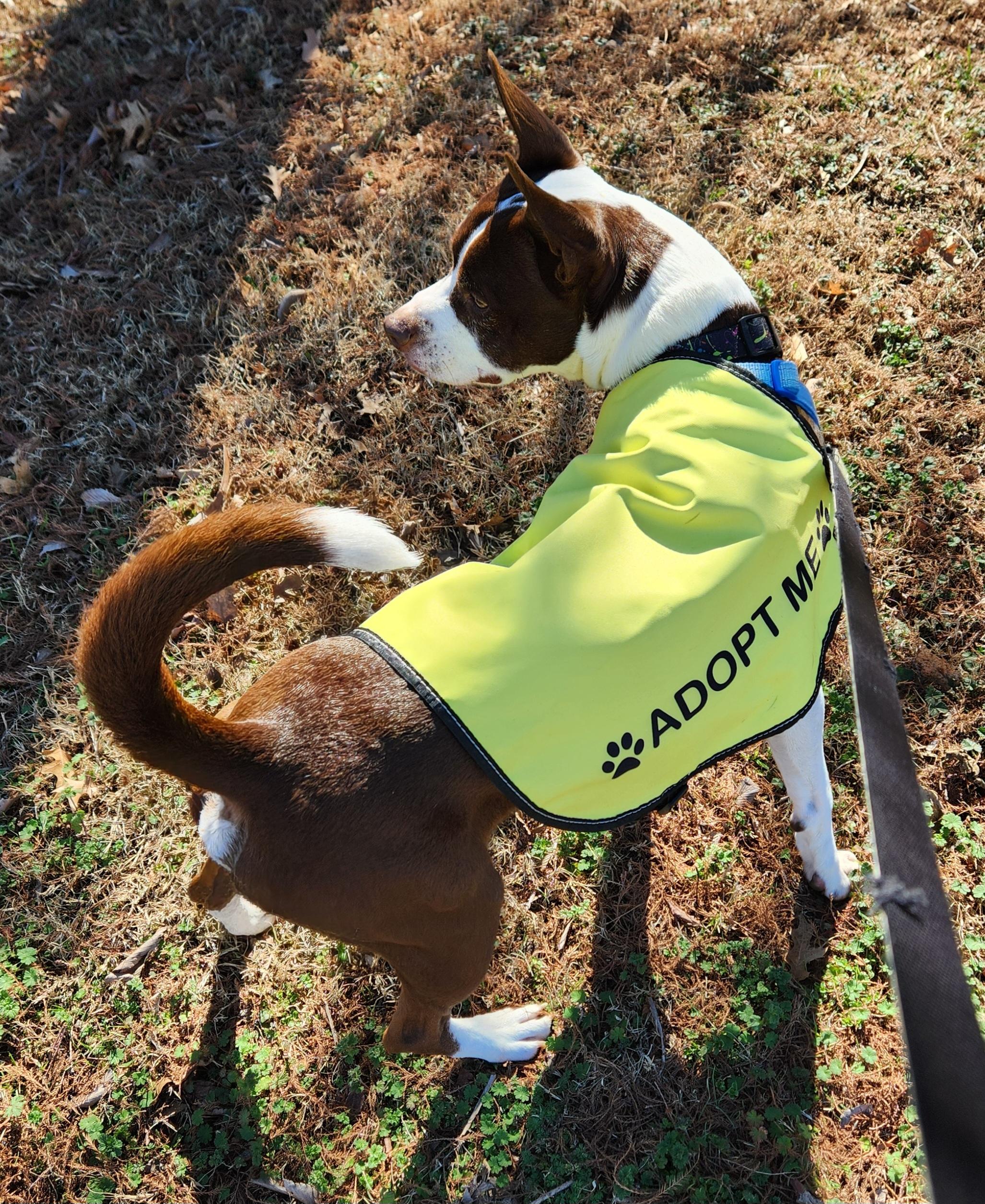 Enlarge Charlie, a Adoptable mixed breed in OKLAHOMA CITY, OK image 5/6