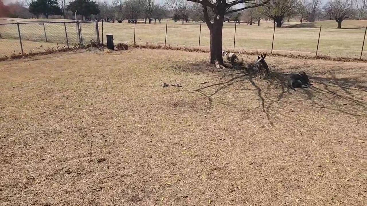 Enlarge Charlie, a Adoptable mixed breed in OKLAHOMA CITY, OK video 6/6