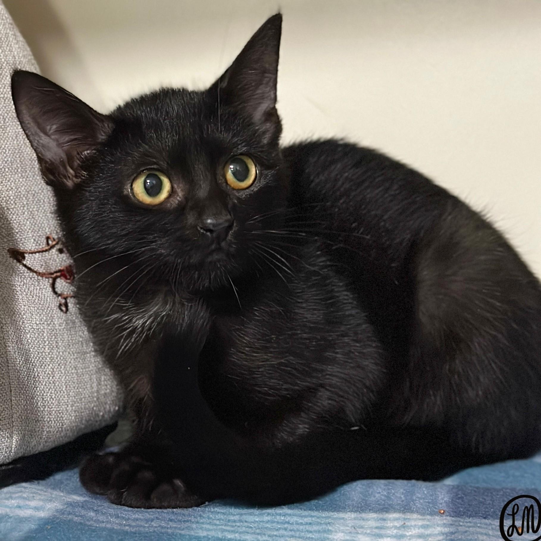 Enlarge Soot, a Adoptable Domestic Short Hair in Victor, NY image 2/2