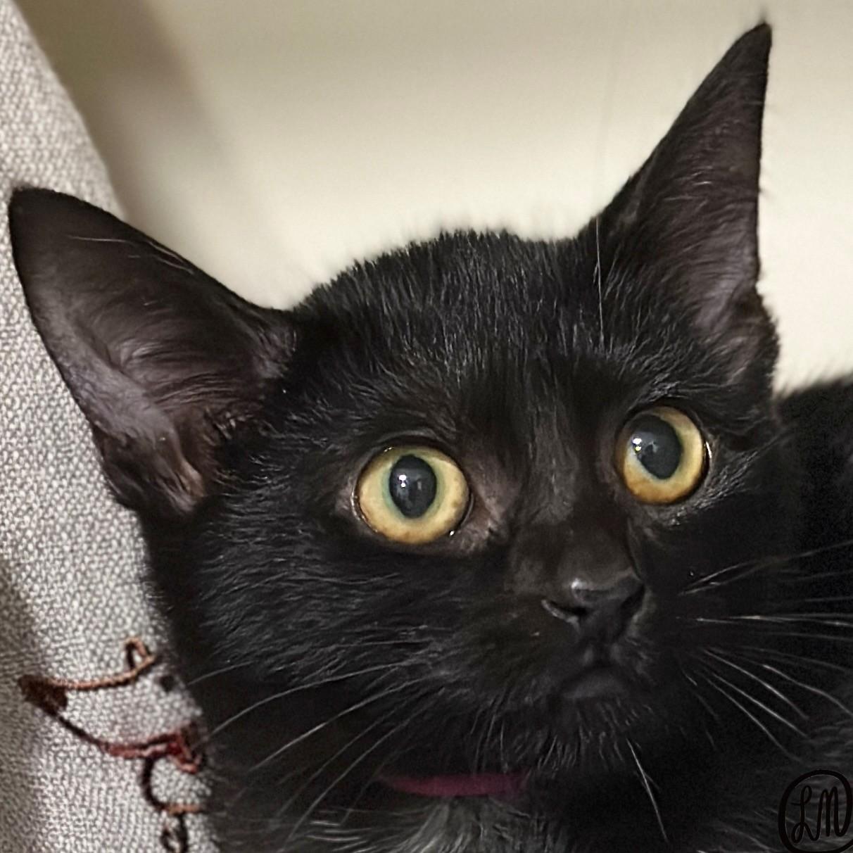 Soot, Adoptable, Kitten Female Domestic Short Hair.