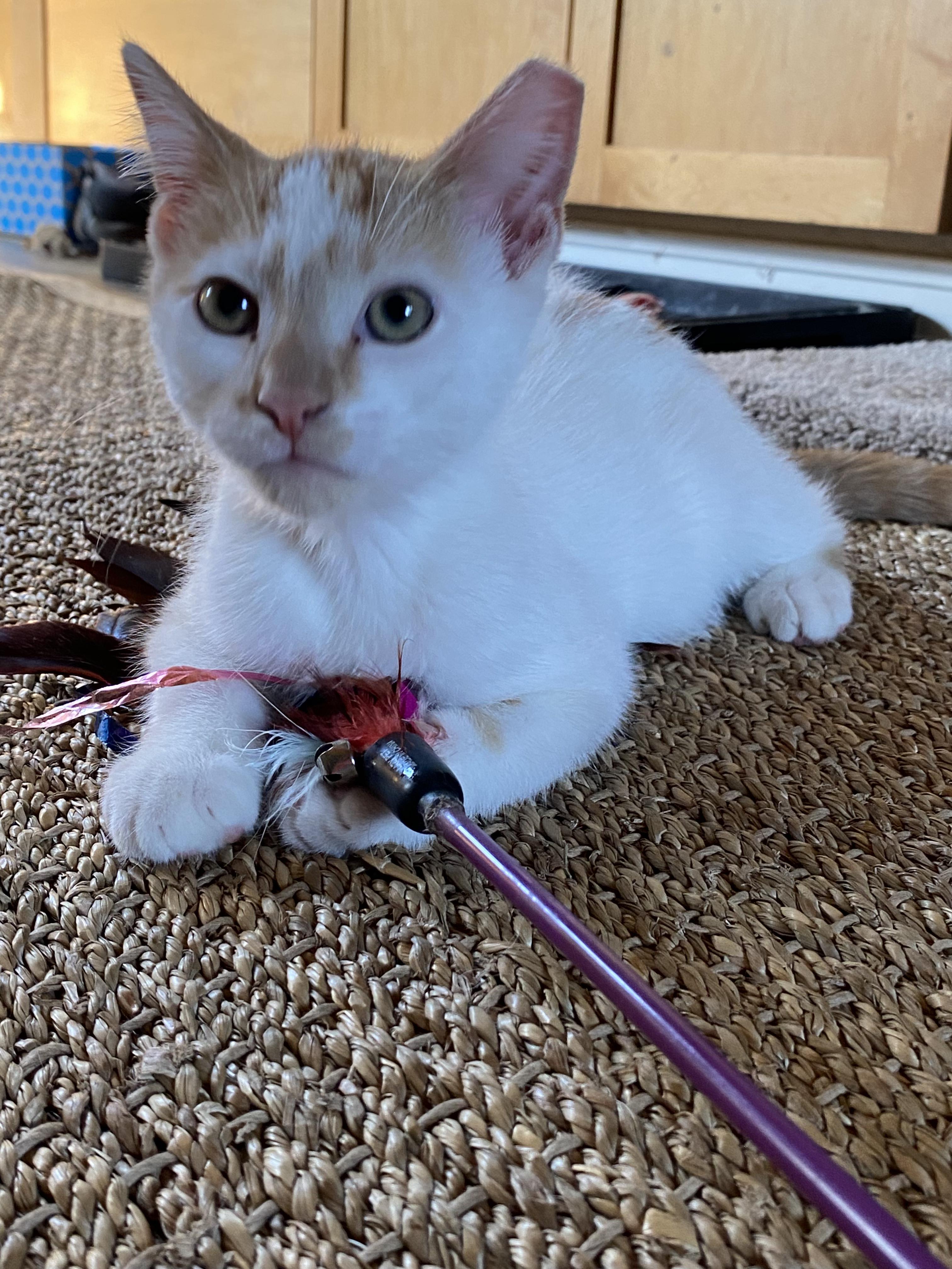 Ajax, Adoptable, Kitten Male Domestic Short Hair.