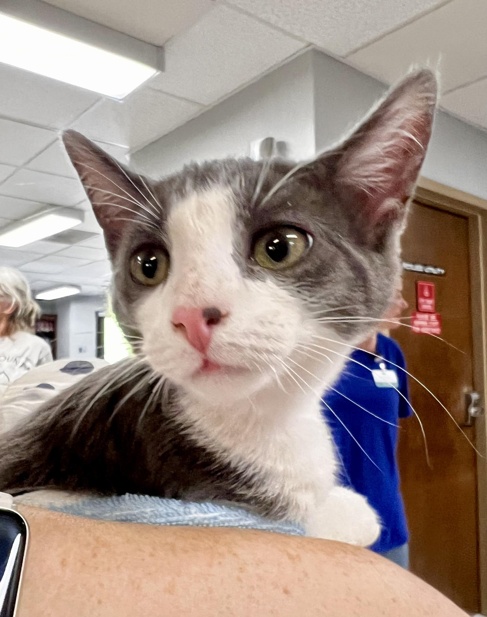 Domino and Dustin, a ADOPTABLE Domestic Short Hair in Floyd, VA image 5/6