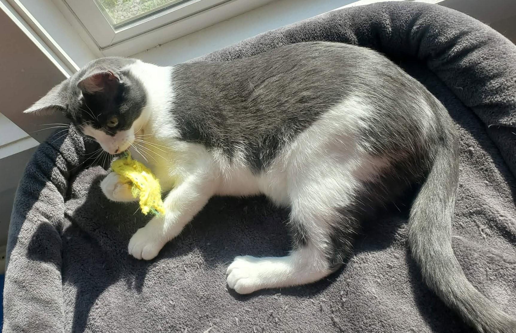 Domino and Dustin, ADOPTABLE, Young Male Domestic Short Hair.