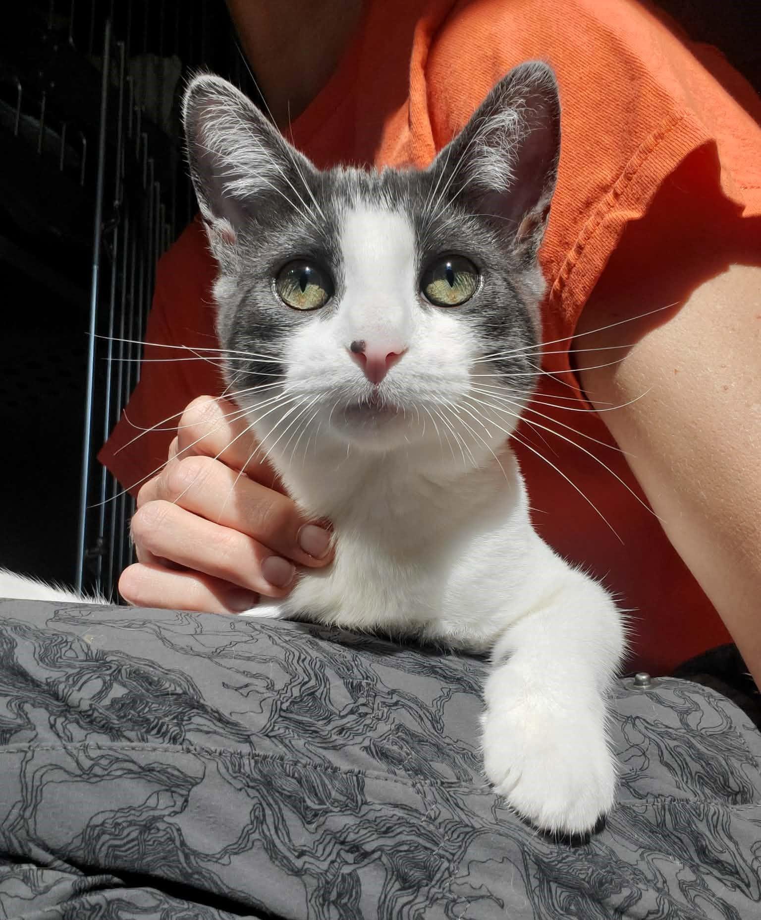 Domino and Dustin, a ADOPTABLE Domestic Short Hair in Floyd, VA image 2/4