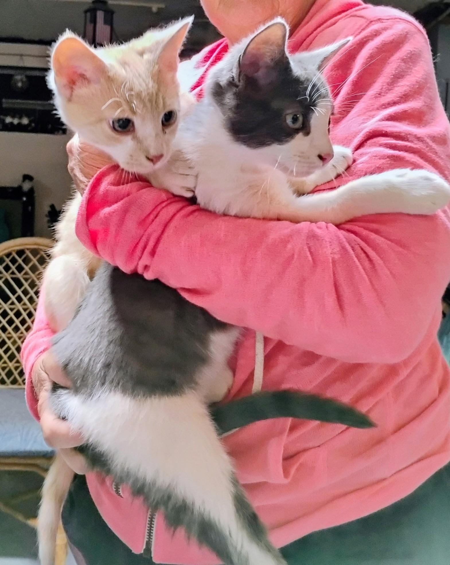 Domino and Dustin, ADOPTABLE, Young Male Domestic Short Hair.