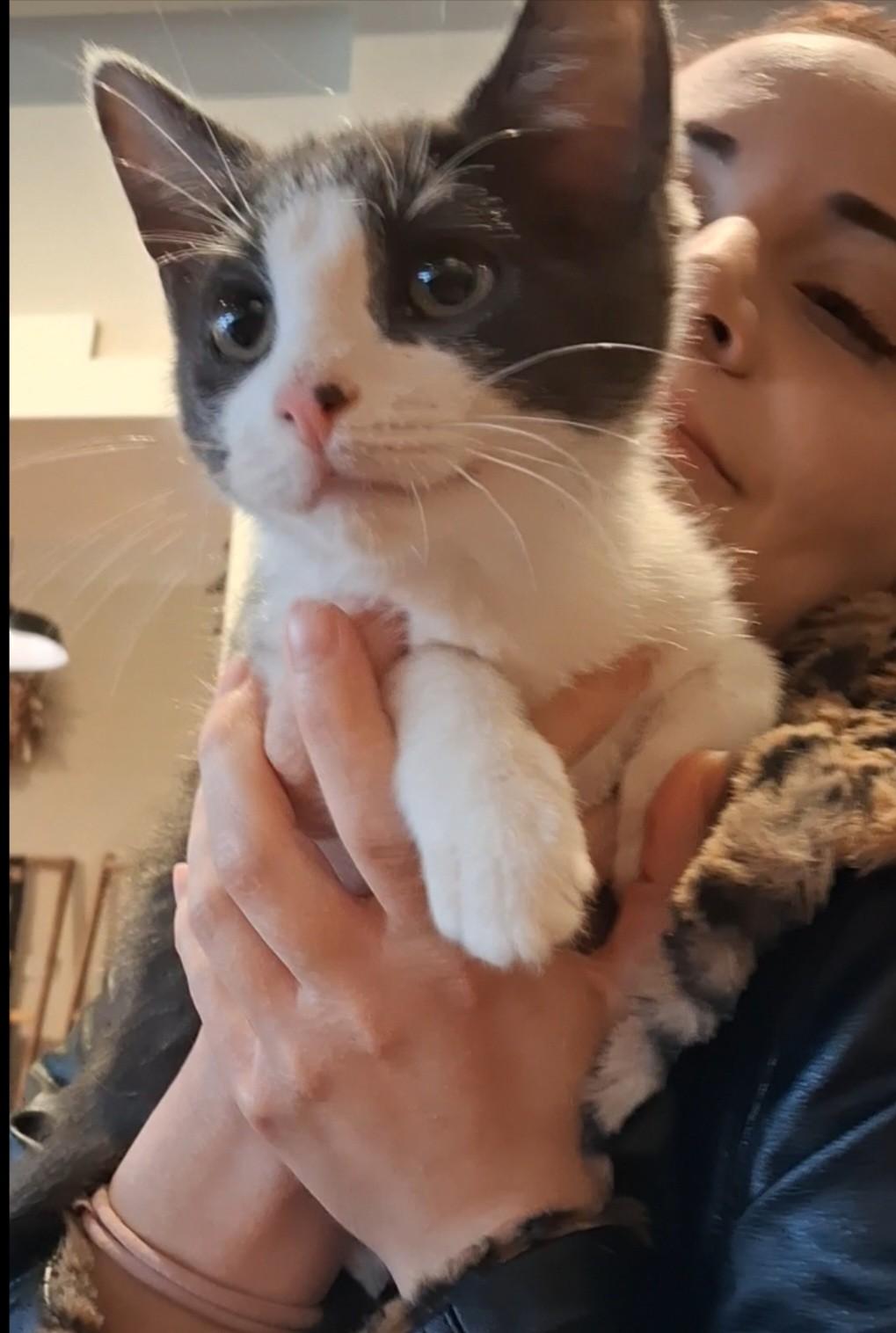 Domino and Dustin, a ADOPTABLE Domestic Short Hair in Floyd, VA image 2/6