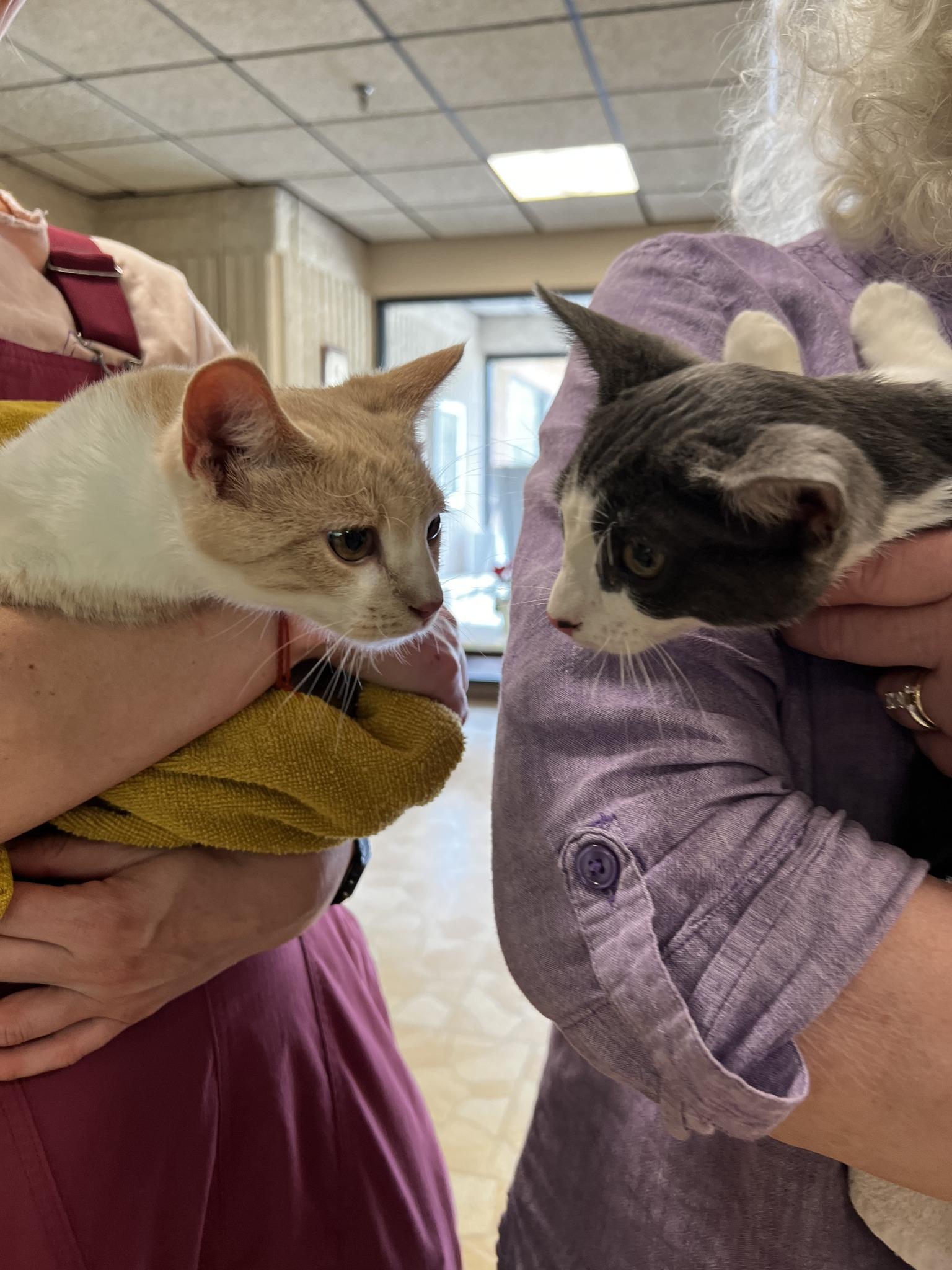 Domino and Dustin, a ADOPTABLE Domestic Short Hair in Floyd, VA image 6/6