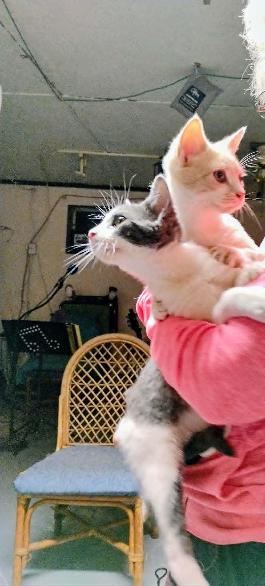 Enlarge Domino and Dustin, a ADOPTABLE Domestic Short Hair in Floyd, VA image 2/2