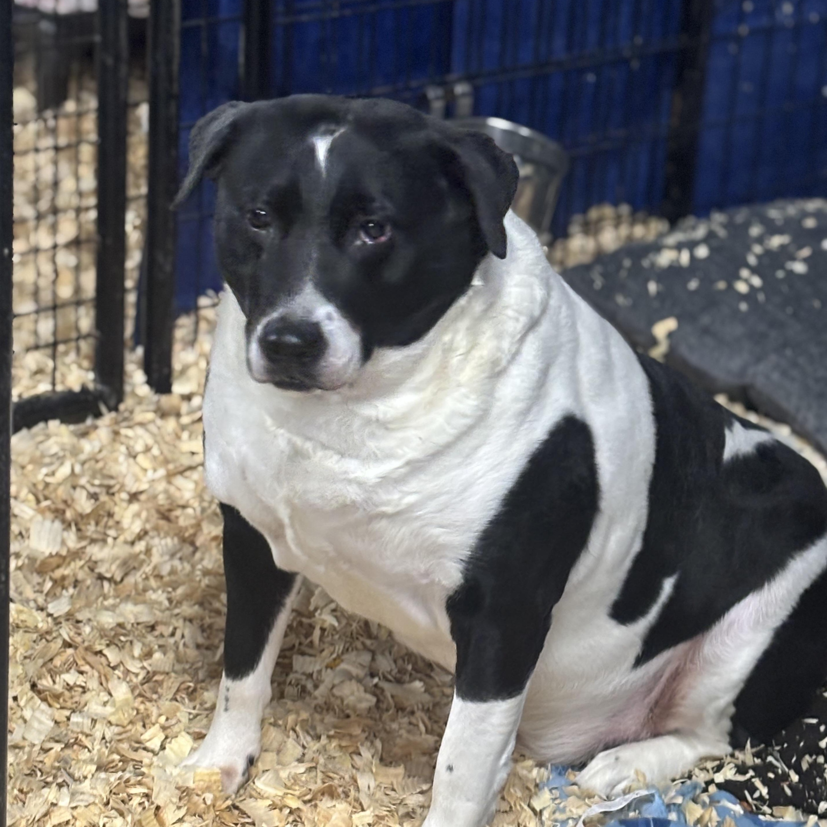 Enlarge Joseph, an adopted mixed breed in Oak Park, MI image 1/1