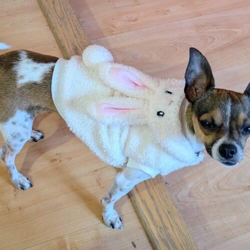 Malo, Adoptable, Young Male Chihuahua.