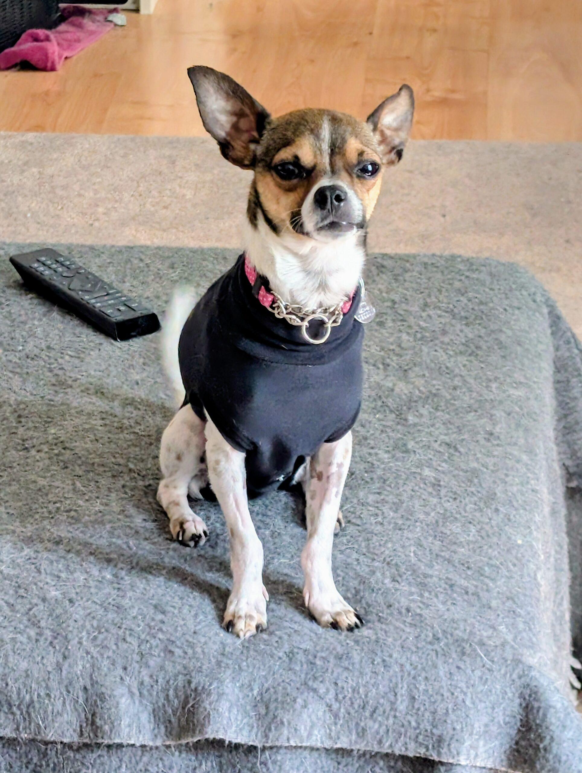 Enlarge Malo, a Adoptable Chihuahua in Hawkestone, ON image 3/6