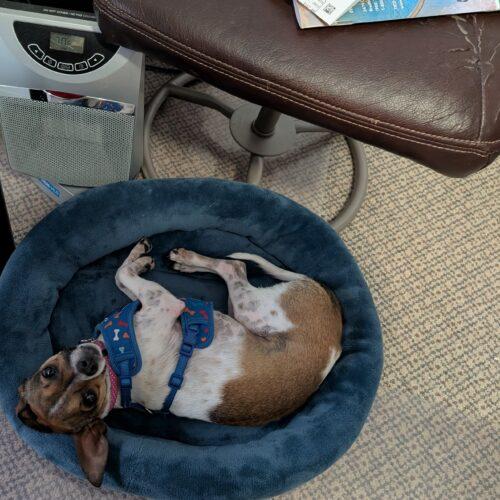 Enlarge Malo, a Adoptable Chihuahua in Hawkestone, ON image 4/6