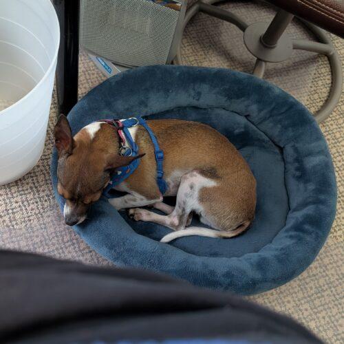 Enlarge Malo, a Adoptable Chihuahua in Hawkestone, ON image 5/6