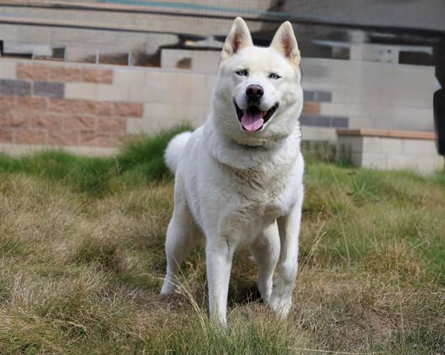 Enlarge AURORA, a Adoptable mixed breed in San Luis Obispo, CA image 1/1