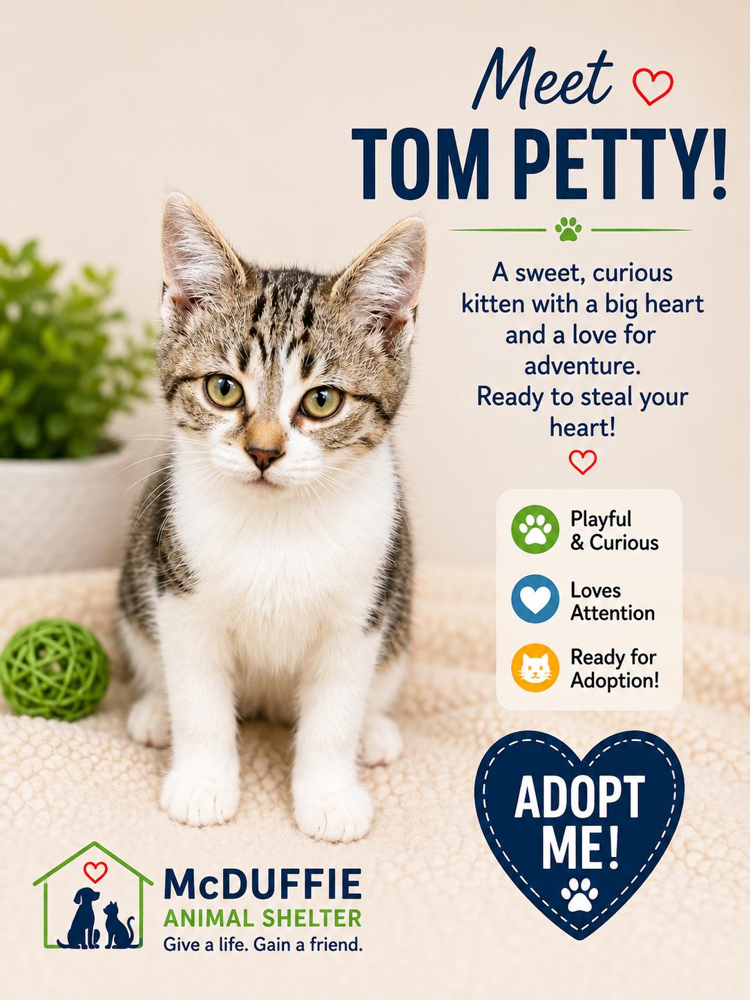 Tom Petty, ADOPTABLE, Kitten Male Domestic Short Hair.