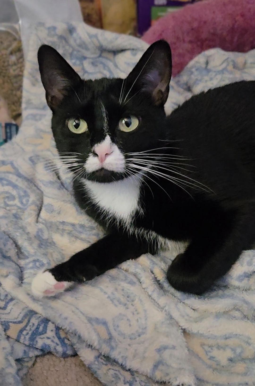Suki (ID 51342), adoptable, Young Female Domestic Short Hair.