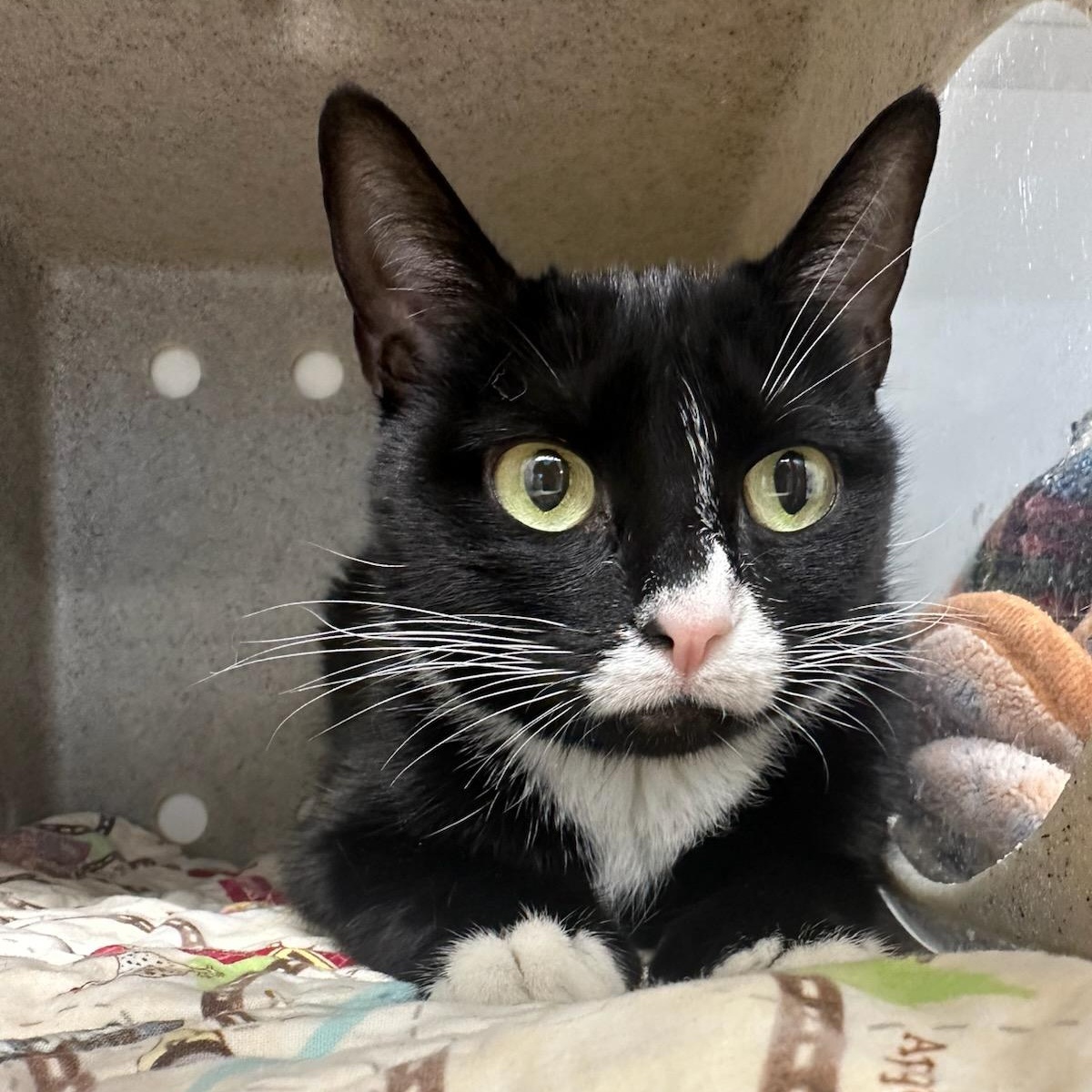 Enlarge Suki (ID 51342), an adoptable Domestic Short Hair in Manassas, VA image 4/6