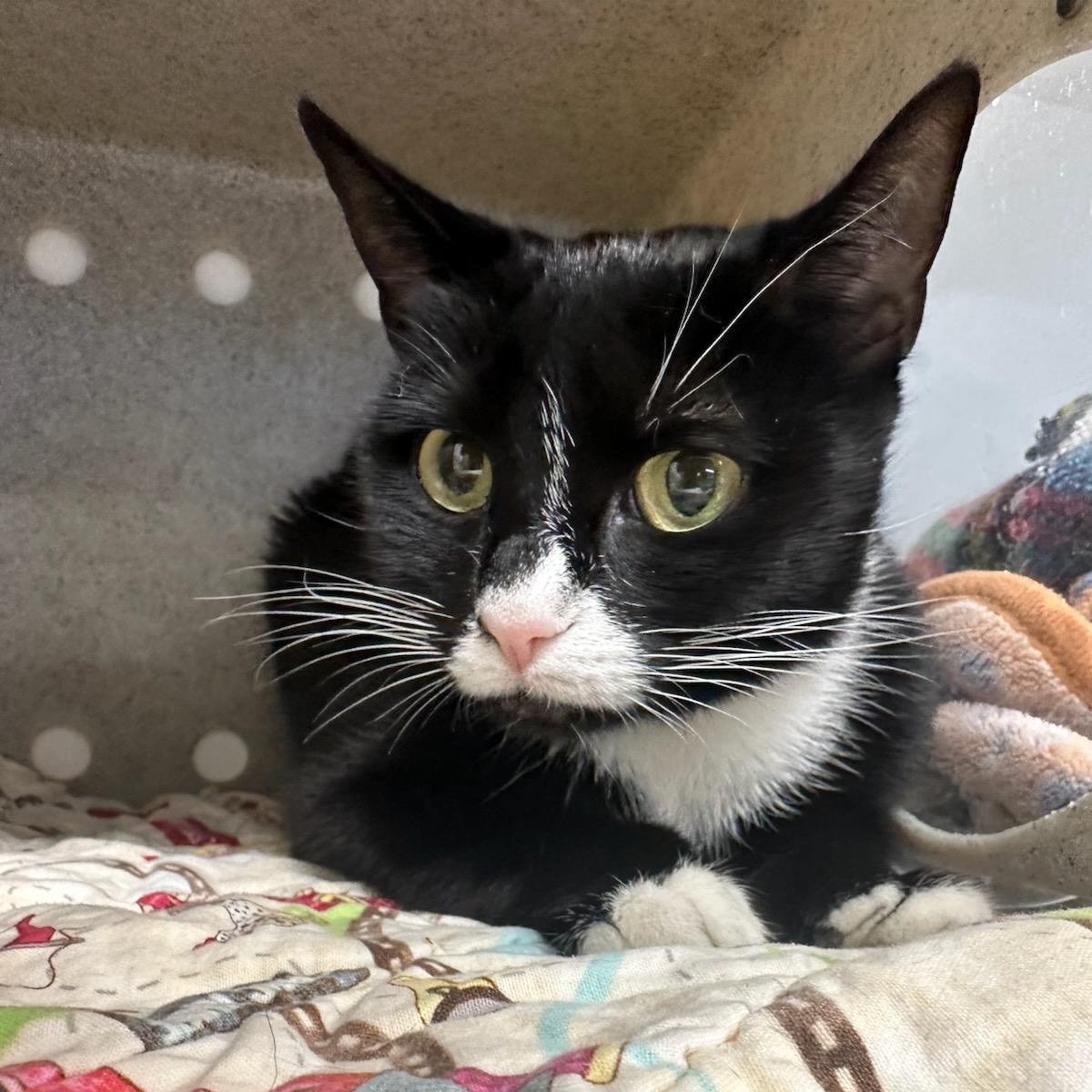 Enlarge Suki (ID 51342), an adoptable Domestic Short Hair in Manassas, VA image 5/6