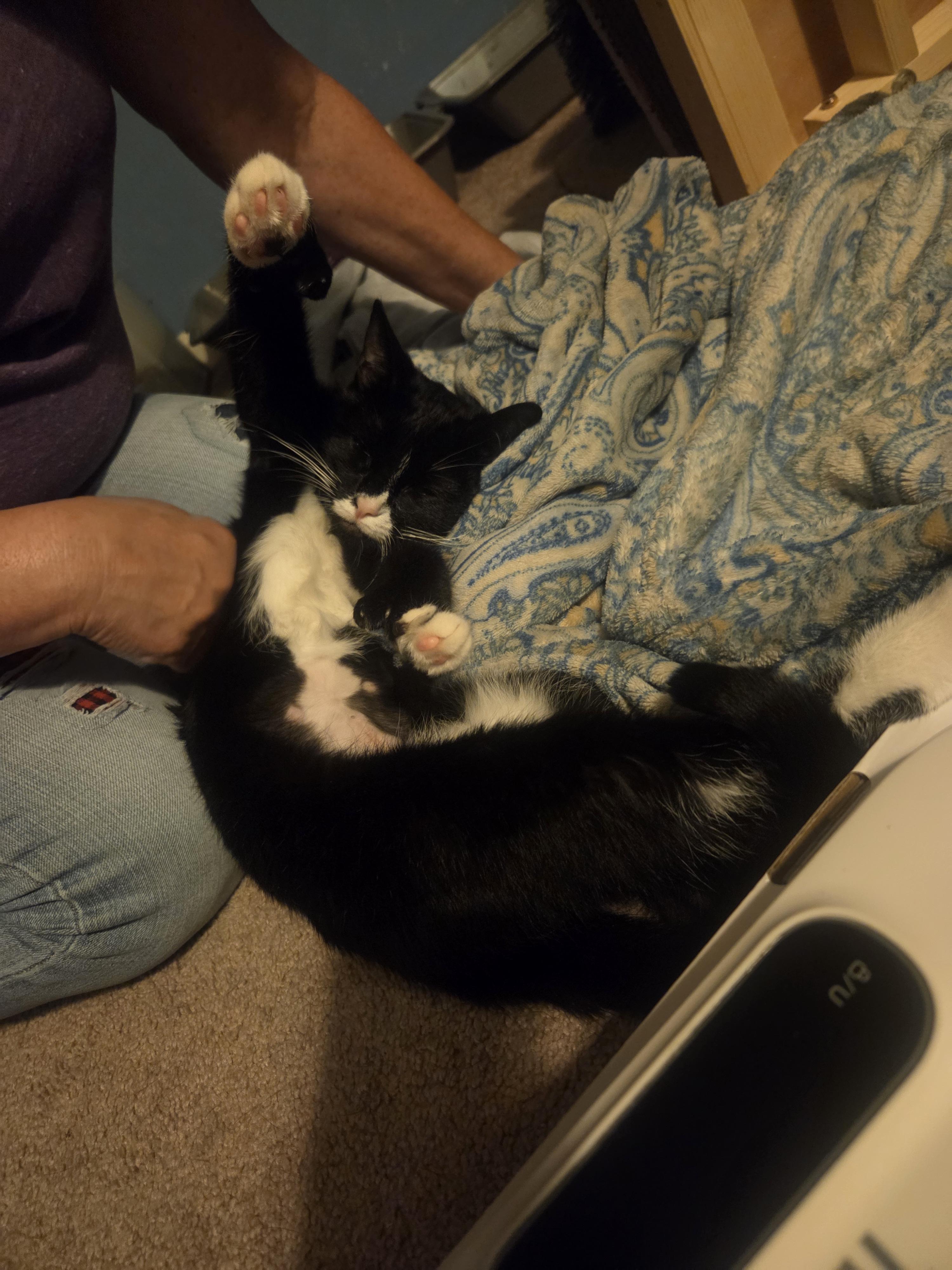 Enlarge Suki (ID 51342), an adoptable Domestic Short Hair in Manassas, VA image 3/6