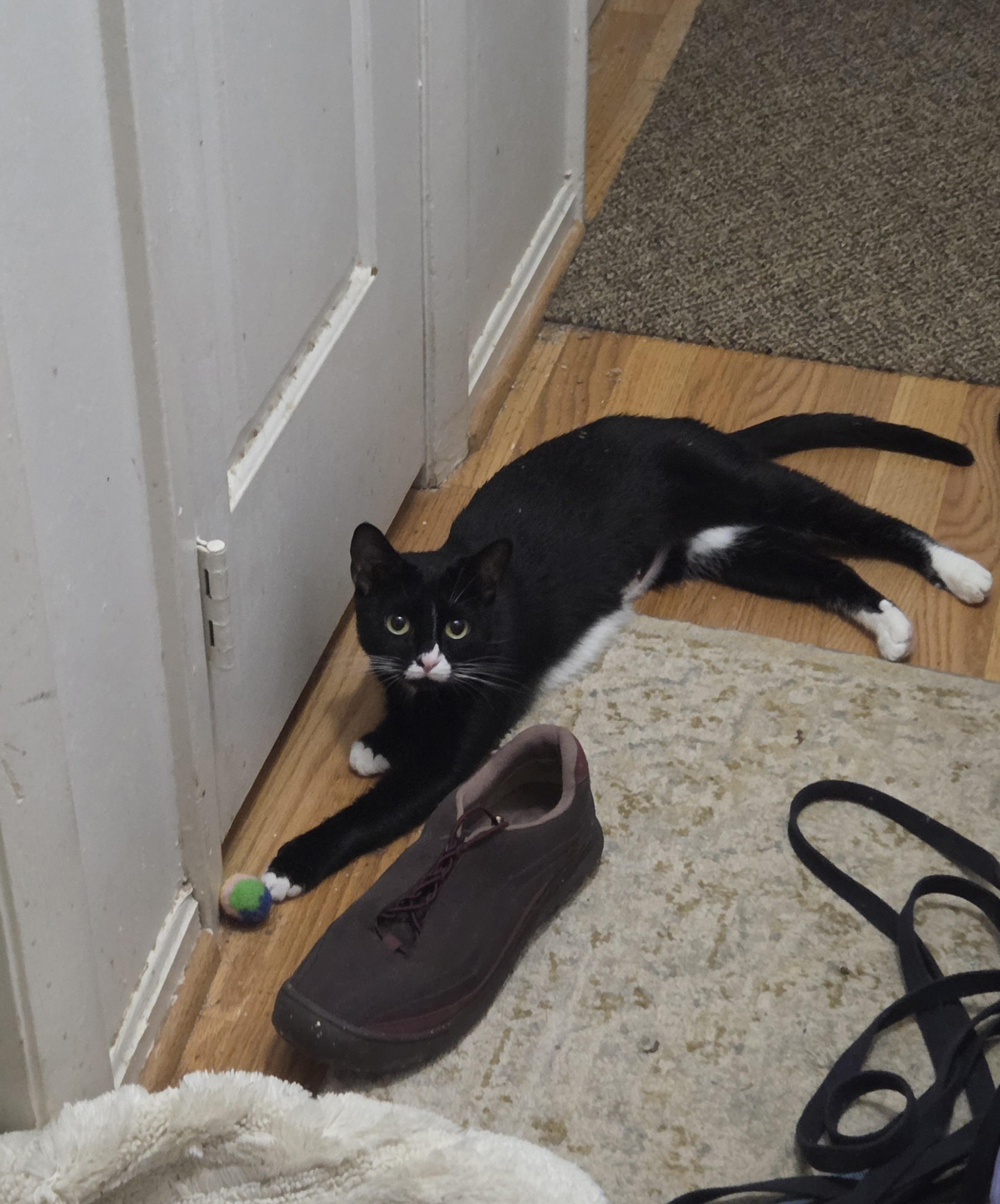 Enlarge Suki (ID 51342), an adoptable Domestic Short Hair in Manassas, VA image 2/6