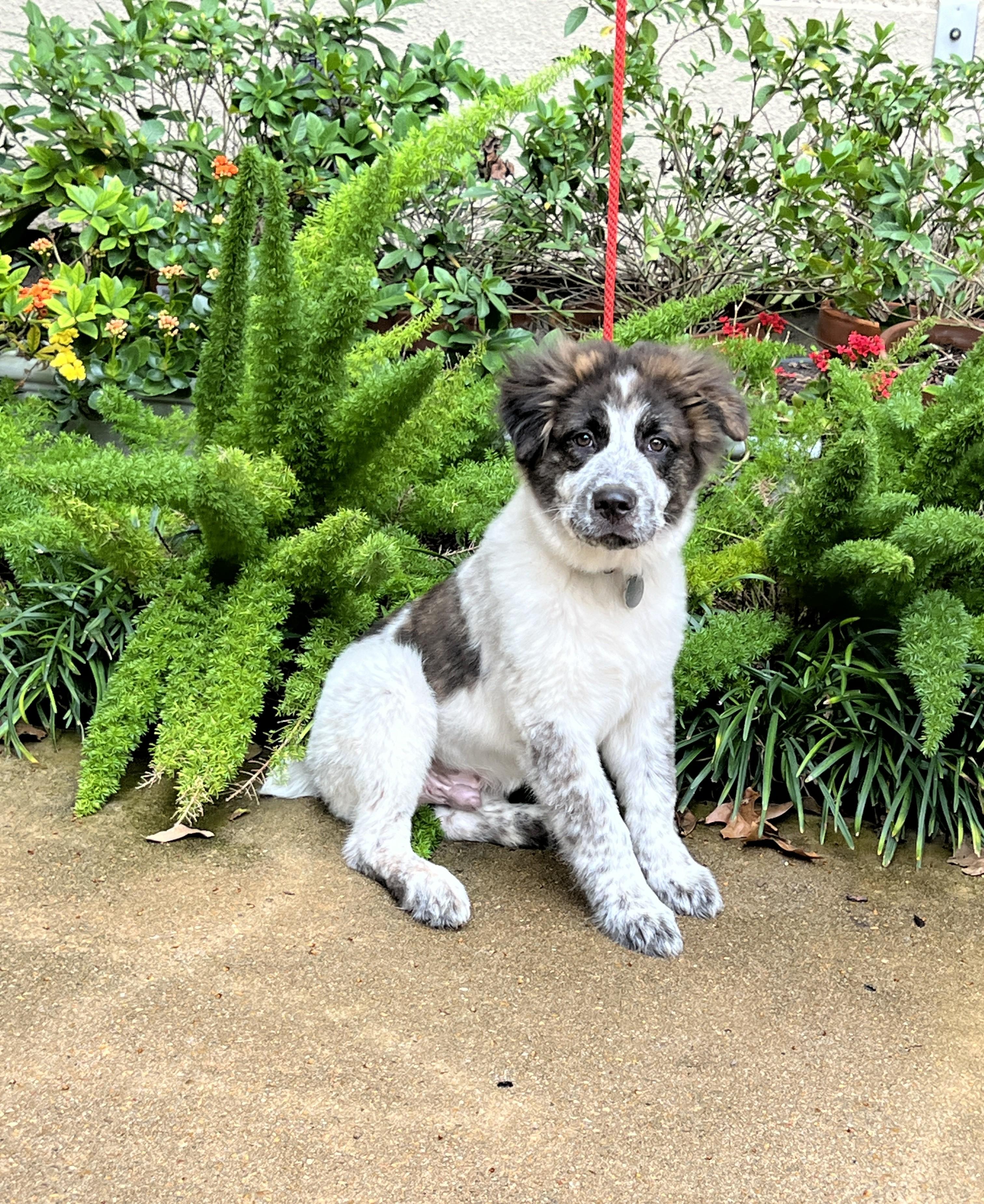 Henry Ford thumbnail 4