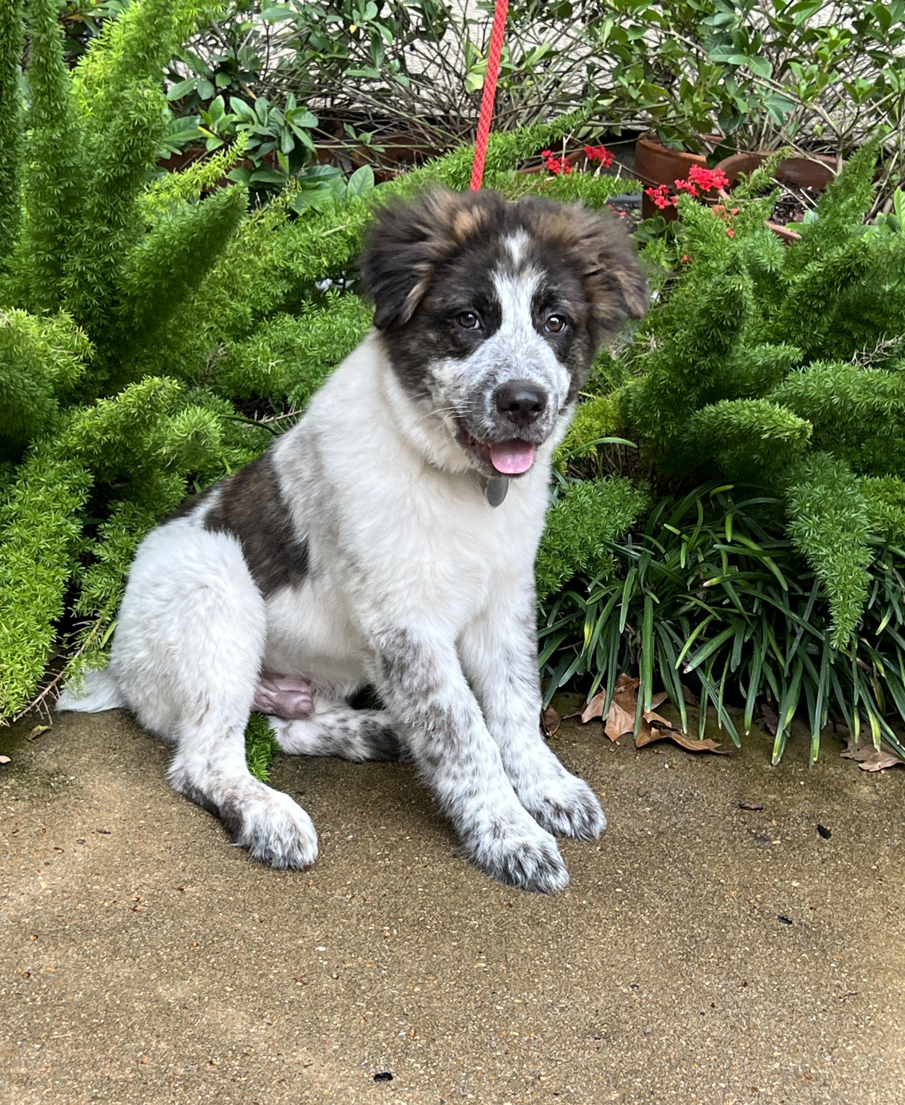 Henry Ford thumbnail 3