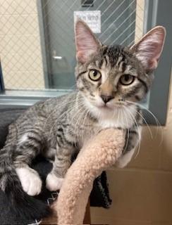 Sun Bear, a Adoptable Domestic Short Hair in Mason City, IA image 2/3