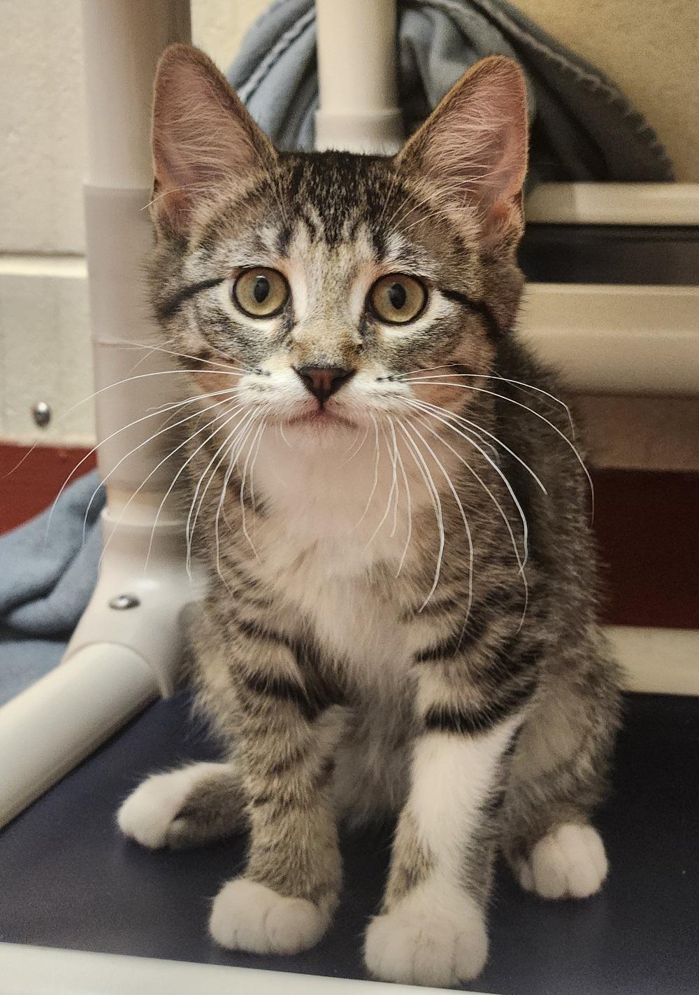 Sun Bear, a Adoptable Domestic Short Hair in Mason City, IA image 3/3