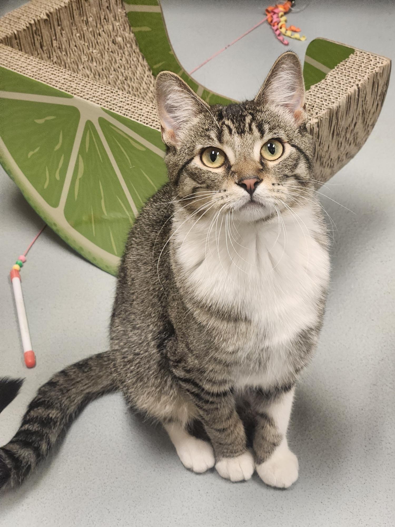 Sun Bear, Adoptable, Young Female Domestic Short Hair.