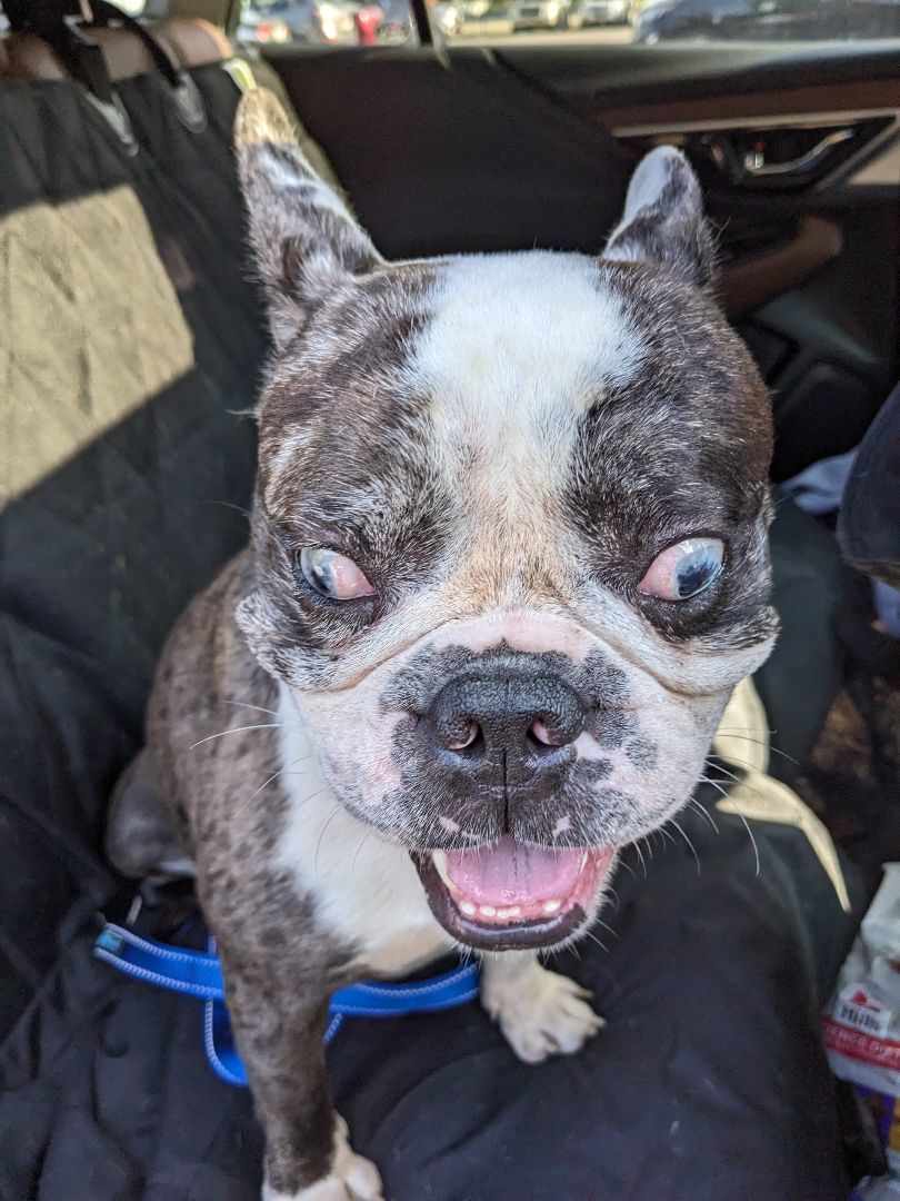 Marty, Adoptable, Adult Male French Bulldog.