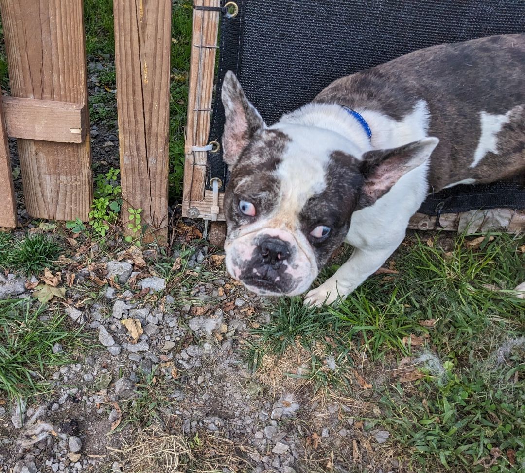 Marty, a Adoptable French Bulldog in Ontario, NY image 2/3