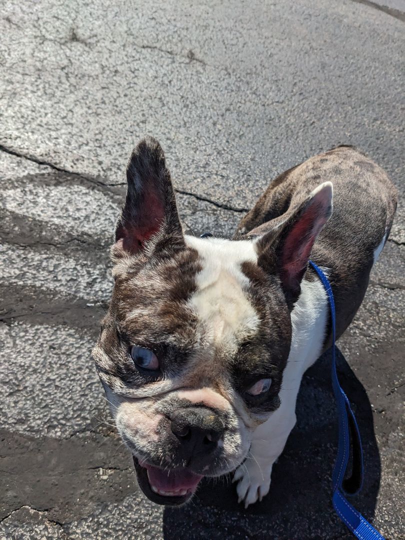 Marty, a Adoptable French Bulldog in Ontario, NY image 3/3